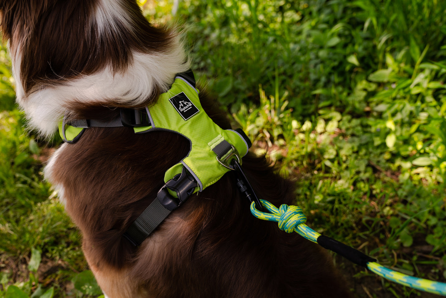 Millvue Kiwi Green EZ Fit™ 狗背带 - 批发