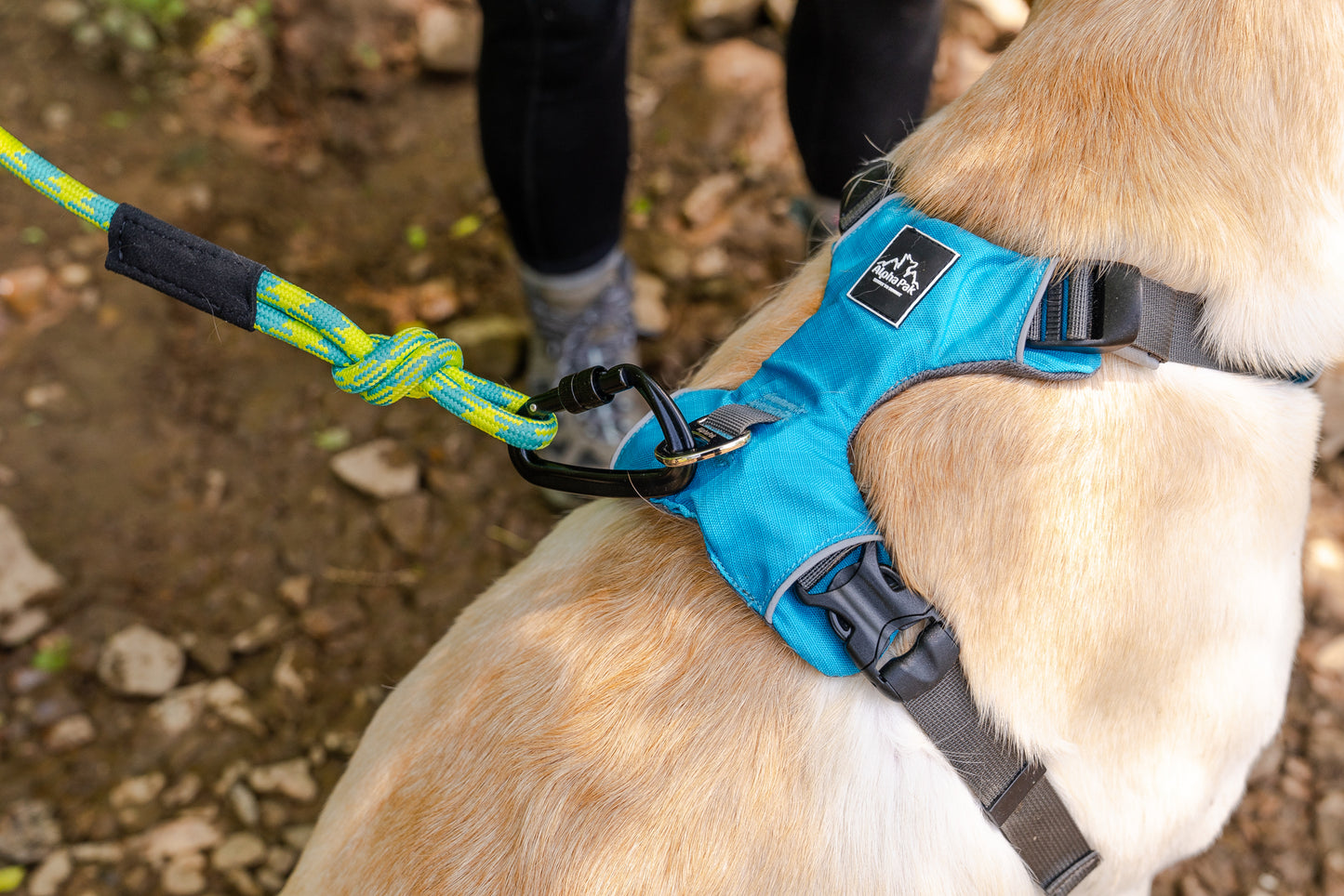 Alpine 10MM Kernmantle Rope Leash - Wholesale
