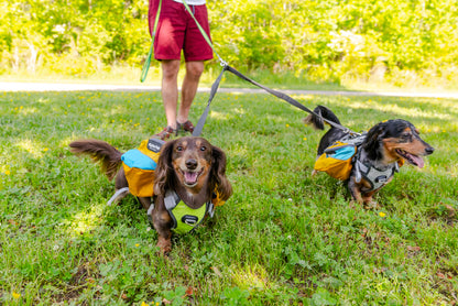 Teton ダークグレーの弾性犬用リード カプラー
