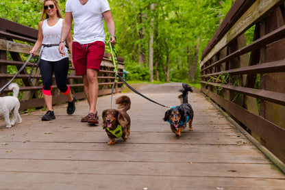 Teton ダークグレーの弾性犬用リード カプラー